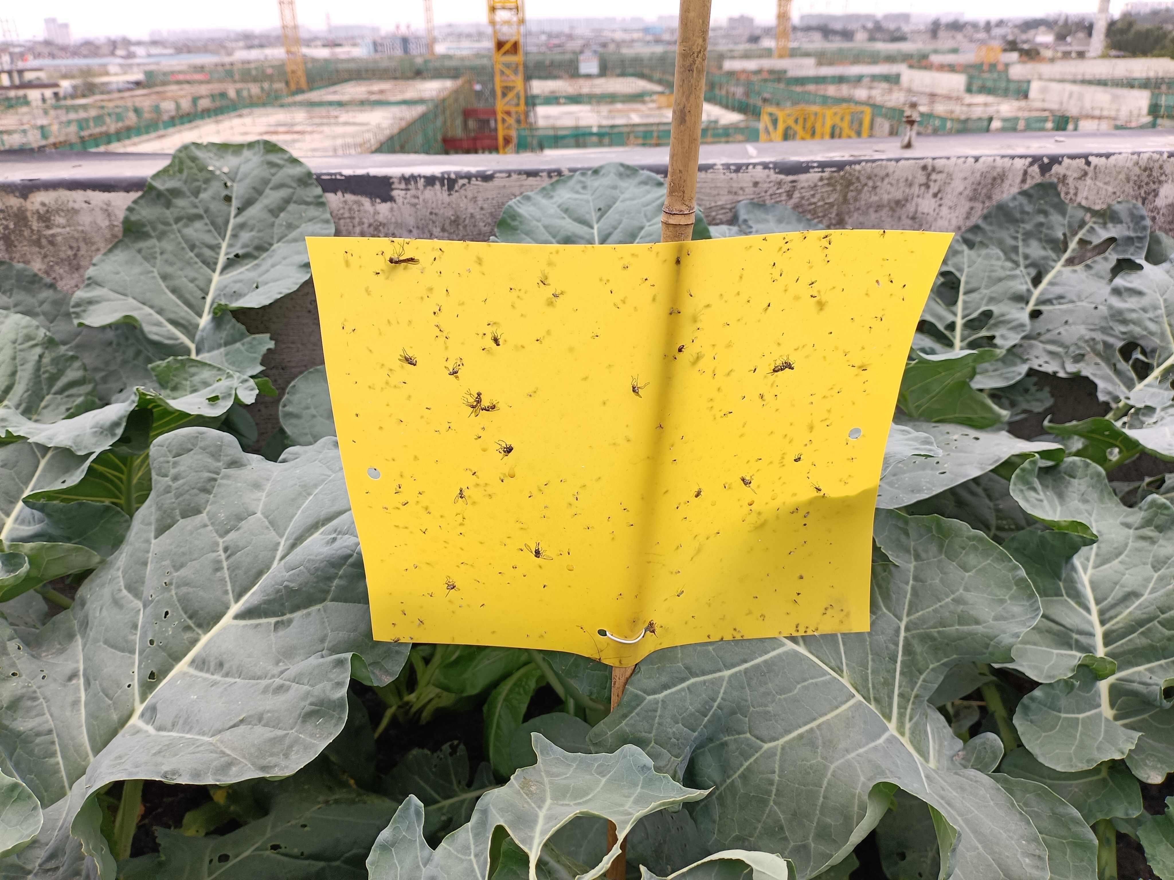 环保诱虫板，特种PP材质、生物降解材质，黄/蓝颜色 双面涂胶