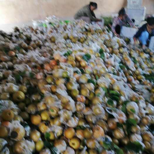 重庆市黄花梨