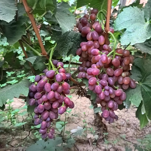 邯郸暖棚巨盛    颜色正   口感好