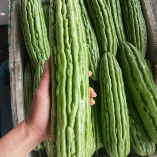 南宁精品绿油苦瓜