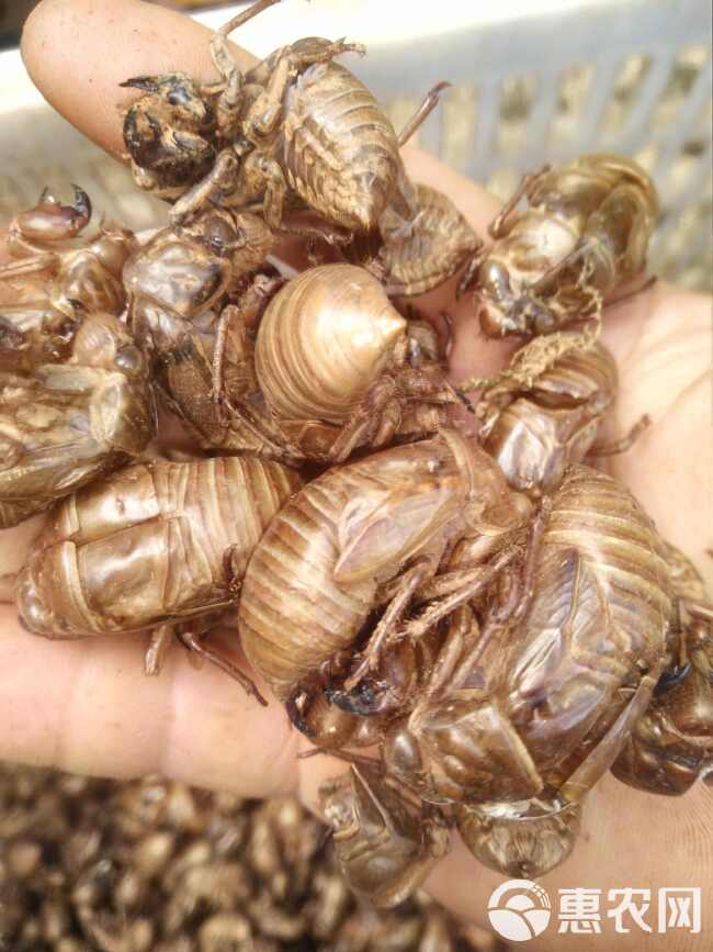 蝉蜕 水洗货 蝉衣 虫退 蝉壳 选货 新货干净