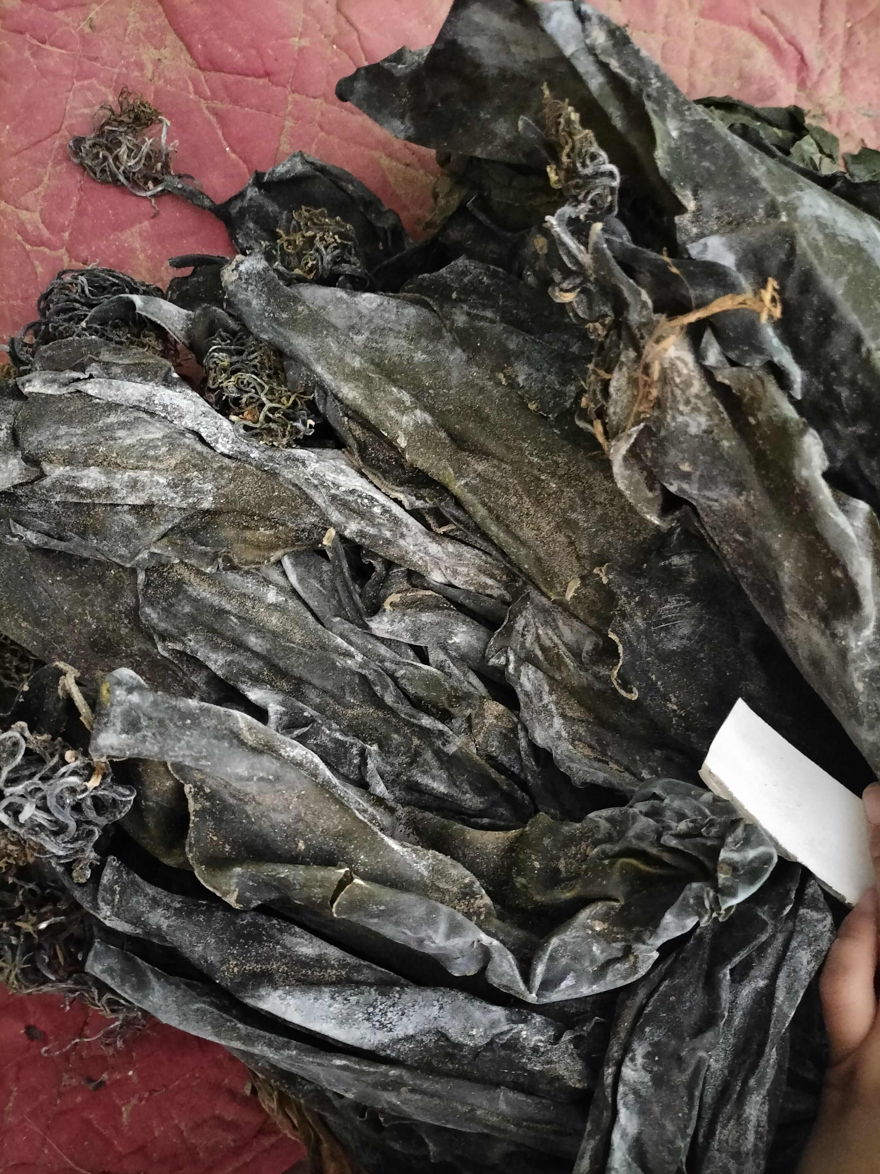 25年新货山东干海带 晒干整根海带干货10kg20斤散装饭店