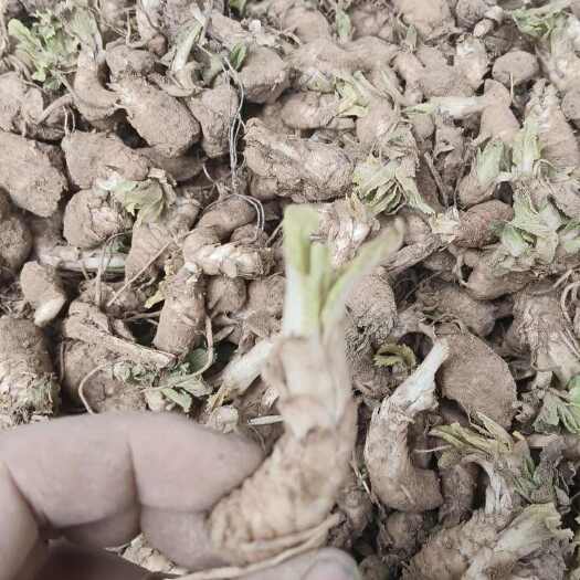亳州玄参子芽