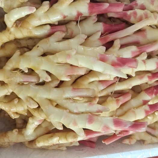 南宁白姜