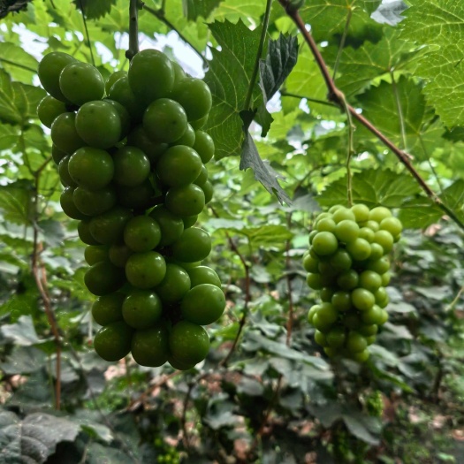 邯郸情王葡萄，阳光玫瑰