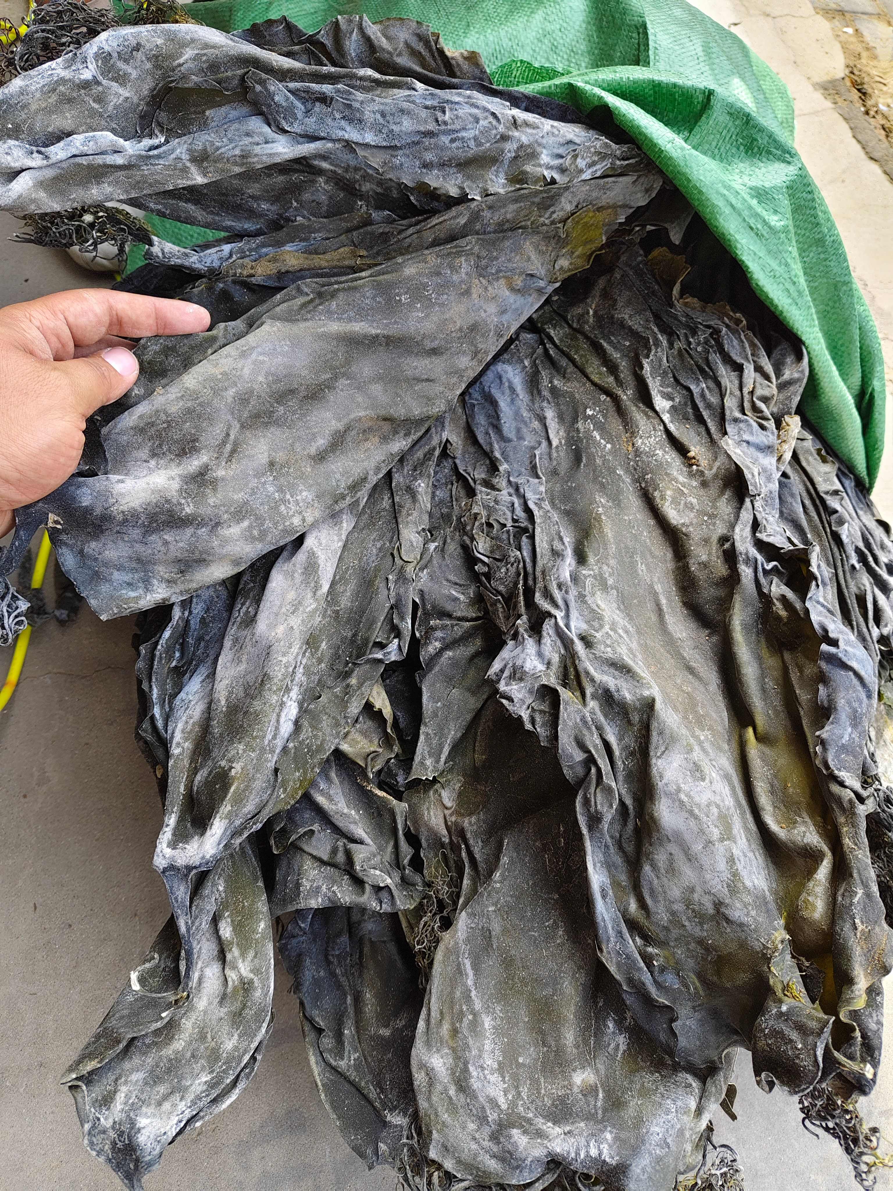 25年新货山东干海带 晒干整根海带干货10kg20斤散装饭店