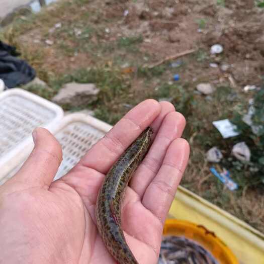 圆尾泥鳅 稻田泥鳅 圆青鳅