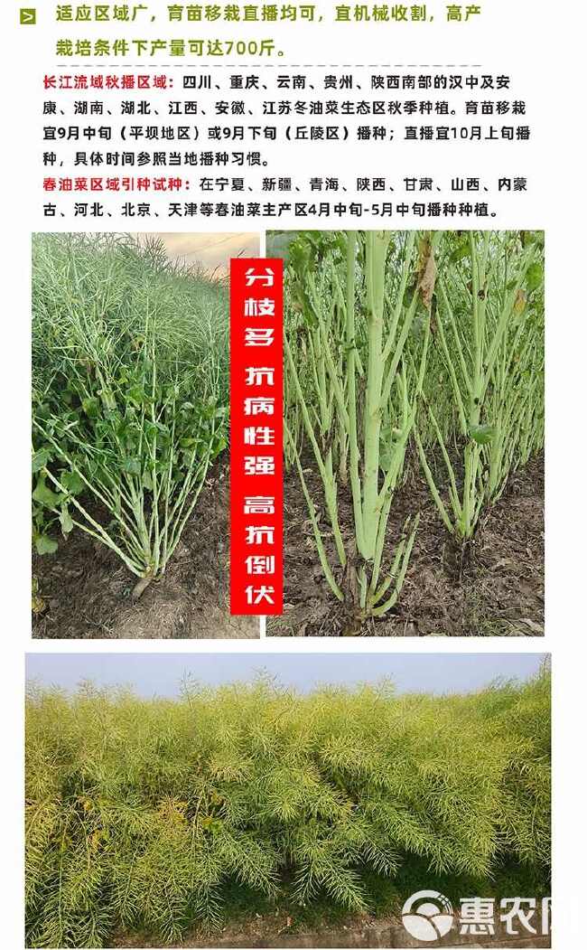 矮杆抗倒伏大籽大荚一斤菜籽半斤油德系产量高油菜种油菜花种子