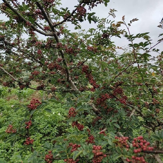 宁蒗县红花椒，新鲜上市