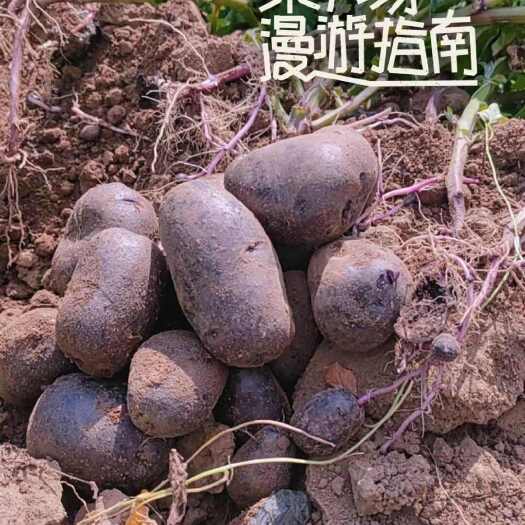 莱阳市黑金刚，紫色土豆，花青素王！绿色种植，不打农药，不用除草剂！