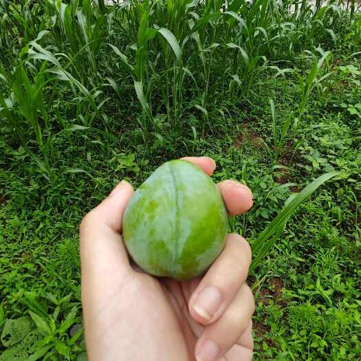 重庆市青奈李油奈李奈李甜脆大果