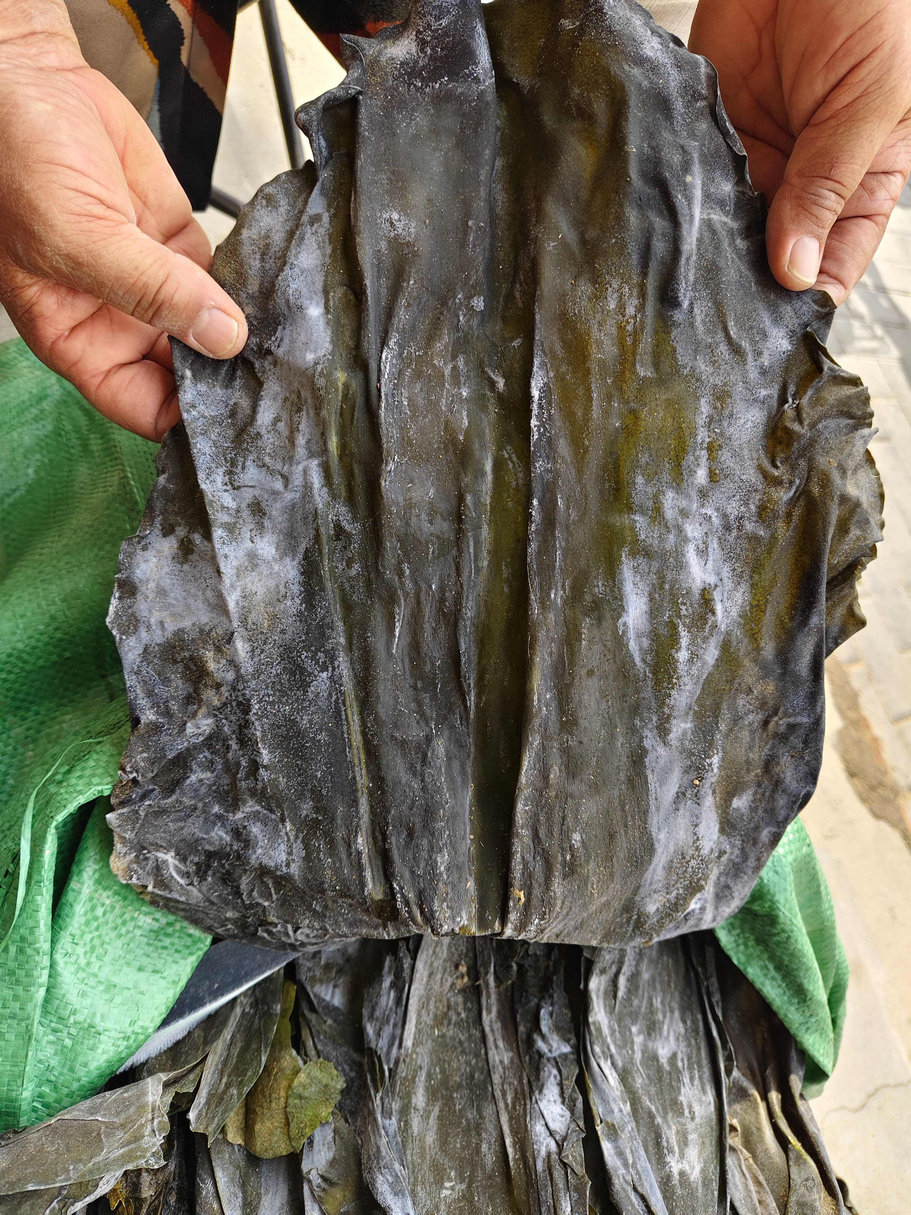 25年新货山东干海带 晒干整根海带干货10kg20斤散装饭店