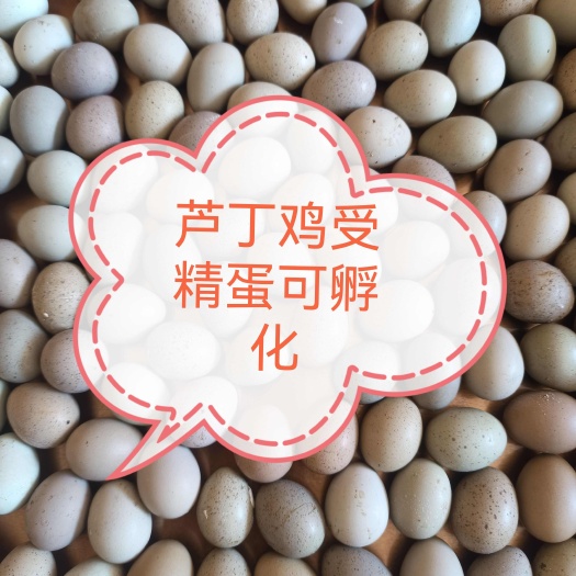 芦丁鸡蛋