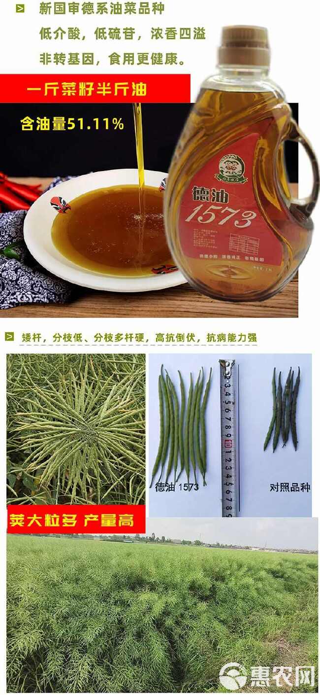 矮杆抗倒伏大籽大荚一斤菜籽半斤油德系产量高油菜种油菜花种子