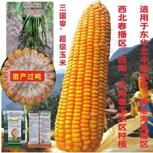 玉米种子批发抗旱耐涝抗病抗倒活秆成熟南北可种杂交中玉33