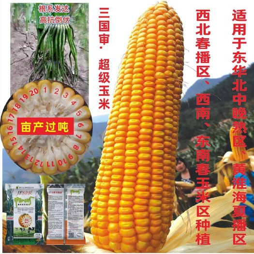成都玉米种子批发抗旱耐涝抗病抗倒活秆成熟南北可种杂交中玉33