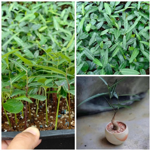 佛肚樹 昆士蘭瓶子樹 平篩苗 穴苗