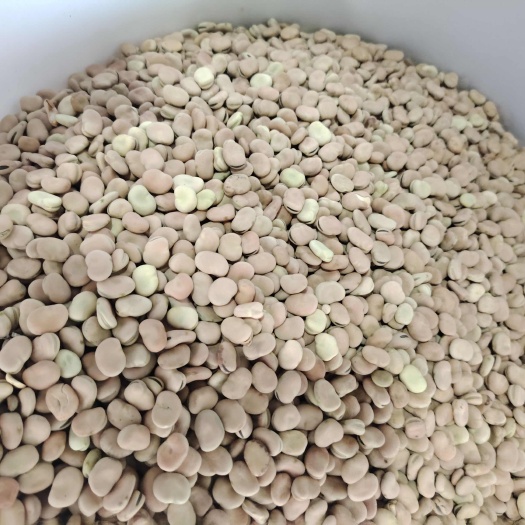 云南本蚕豆种子中大颗粒豆有颗粒饱满