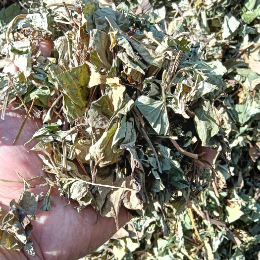 宁强县鱼腥草花茶切片各种规格需要的下单