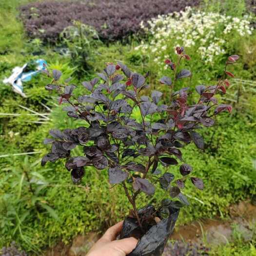 郴州黑珍珠红继木