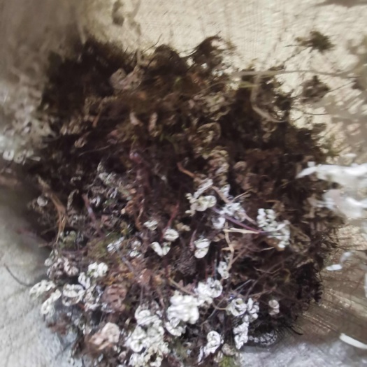 旬阳市秦岭山地通经草女人用通经草银粉背撅女性朋友的福音