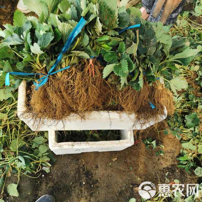 红颜草莓苗 大叶红颜 实地考察签订合同 无病害红颜草莓苗