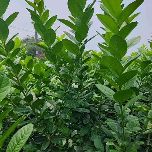 桂平市新鲜广东香水柠檬叶，自家基地现货提供，鱼生，泰国料理用料