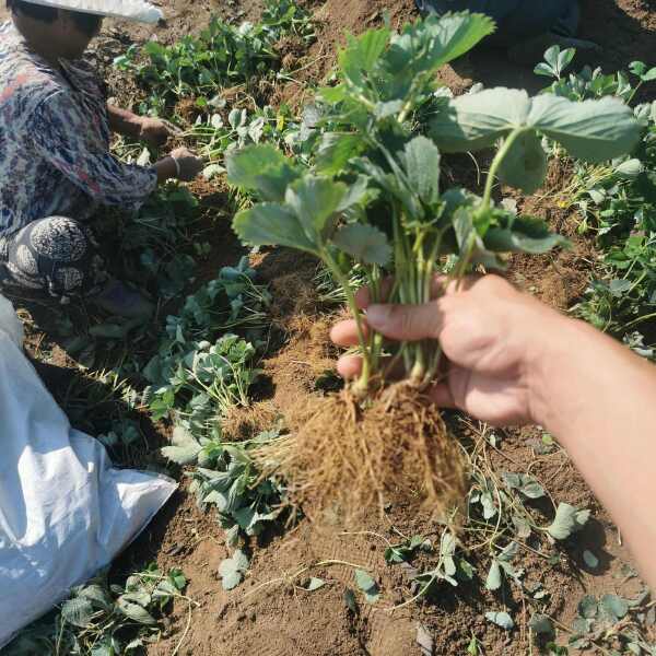 红颜草莓苗 大叶红颜 实地考察签订合同 无病害红颜草莓苗