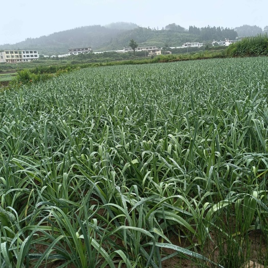 贵阳蒜苗