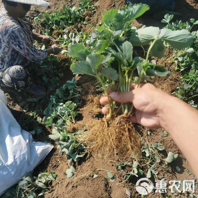 红颜草莓苗 大叶红颜 实地考察签订合同 无病害红颜草莓苗