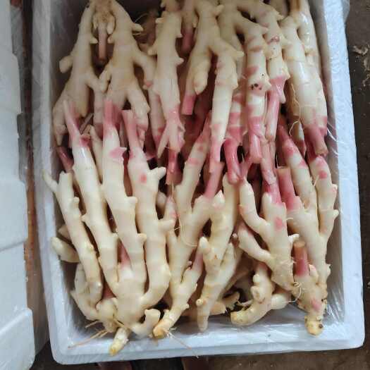 南宁洗姜 泥姜 市场 电商 产地直销 性价比高