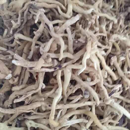 邵东市玉竹