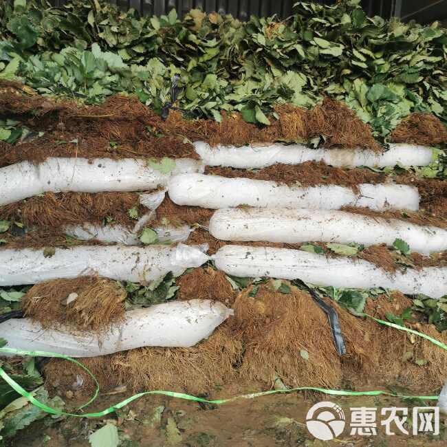 红颜草莓苗 大叶红颜 实地考察签订合同 无病害红颜草莓苗