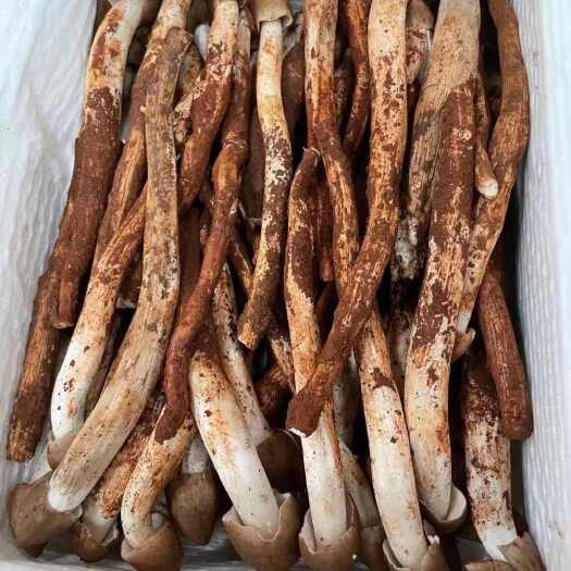 盐源县鸡枞菌