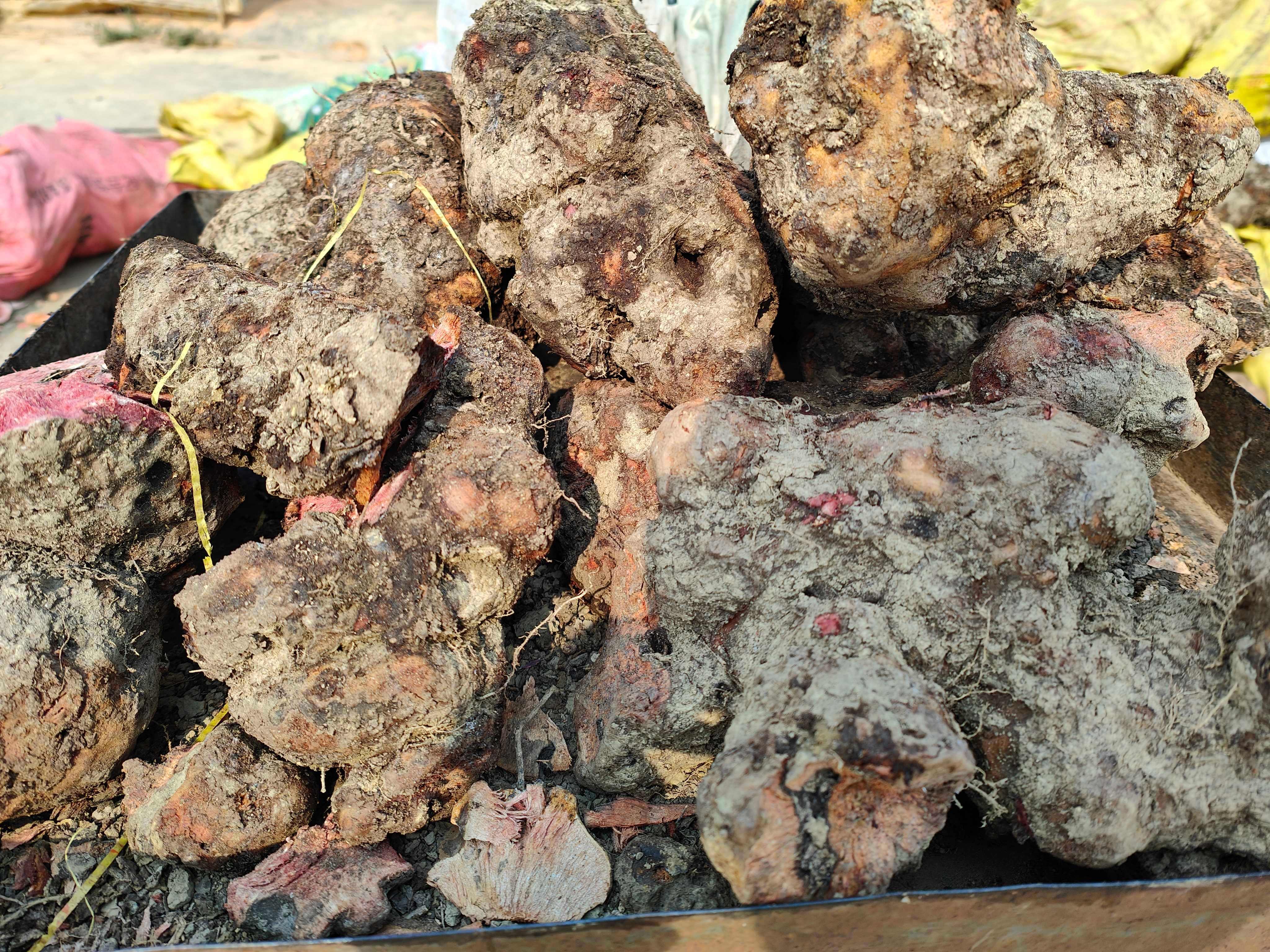 云南高原土茯苓