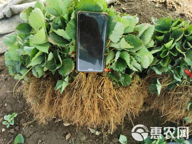 红颜草莓苗 大叶红颜 实地考察签订合同 无病害红颜草莓苗