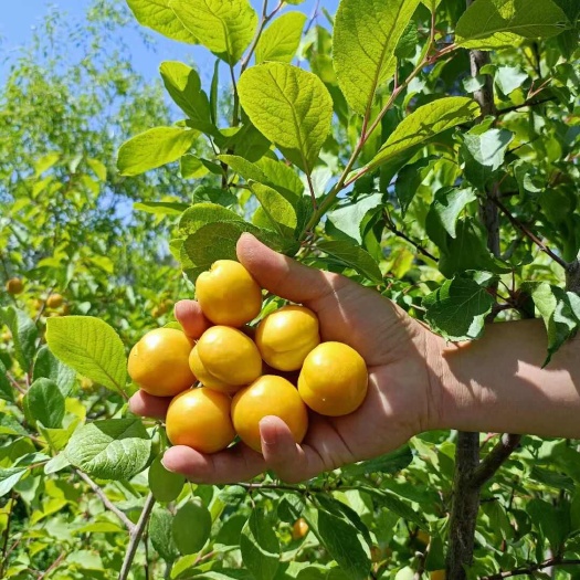 临泽县小油杏