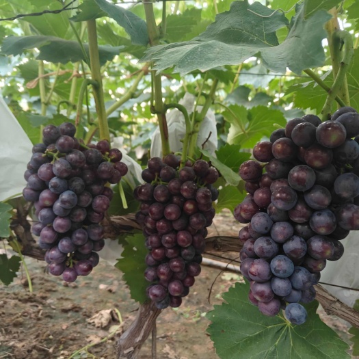 鲁山县河南葡萄产业基地