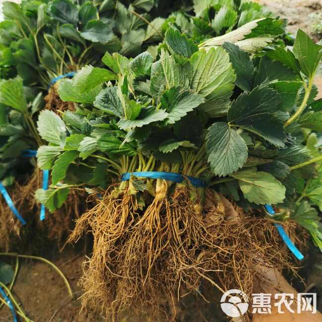 红颜草莓苗 大叶红颜 实地考察签订合同 无病害红颜草莓苗