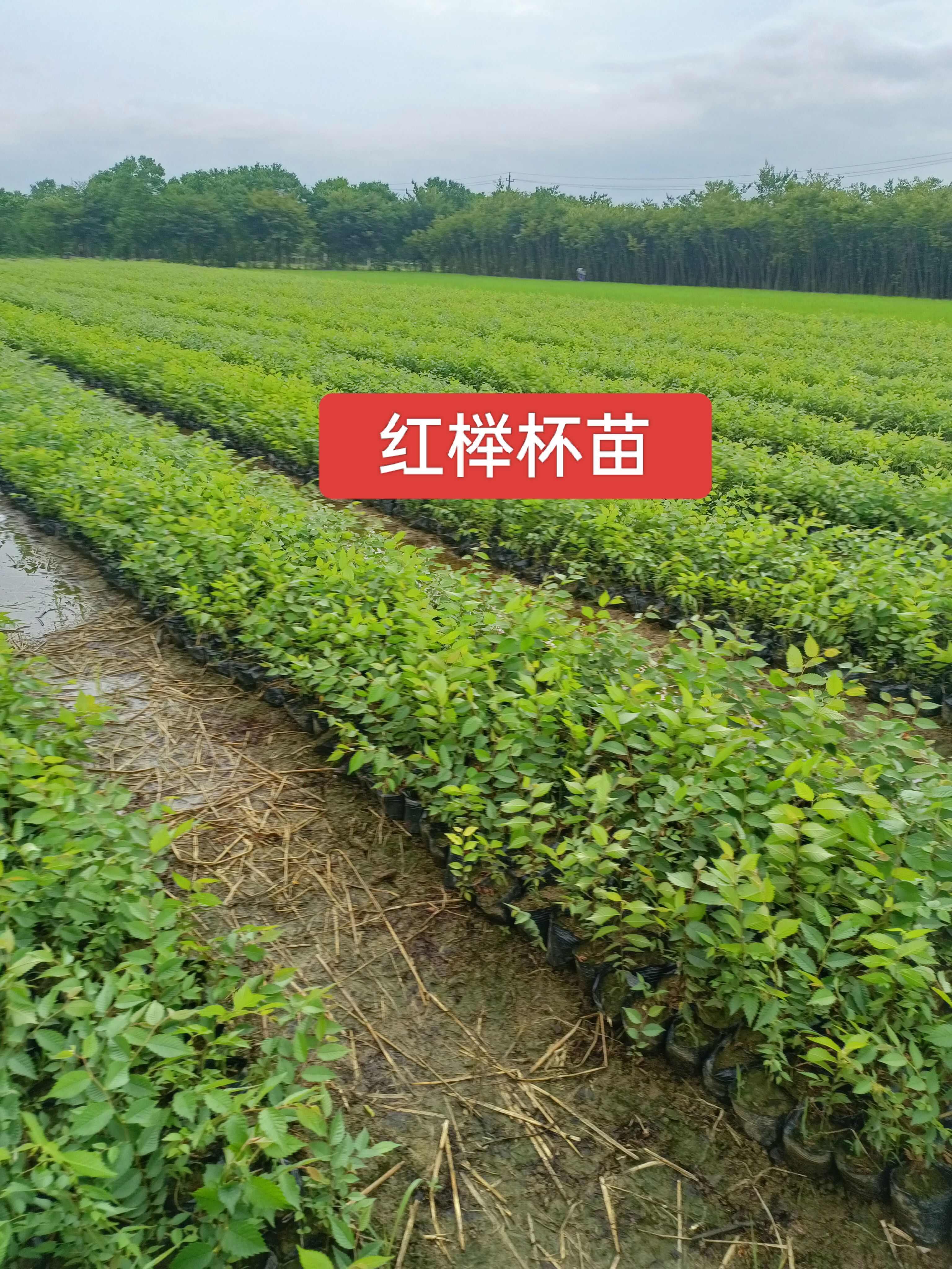 红榉杯苗，榉树苗木【容器苗】培育基地