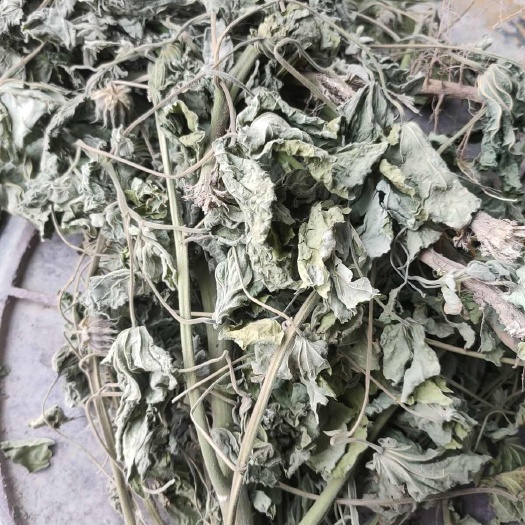 乌鲁木齐磨盘草
