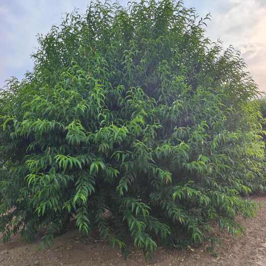菏泽绿叶碧桃