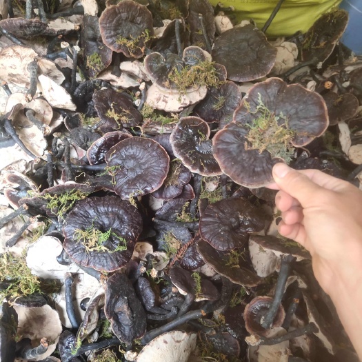 安远县江西紫灵芝，黑灵芝，金边灵芝，带草带青苔灵芝产地直销
