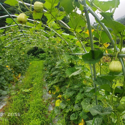 金华拉飞水果南瓜