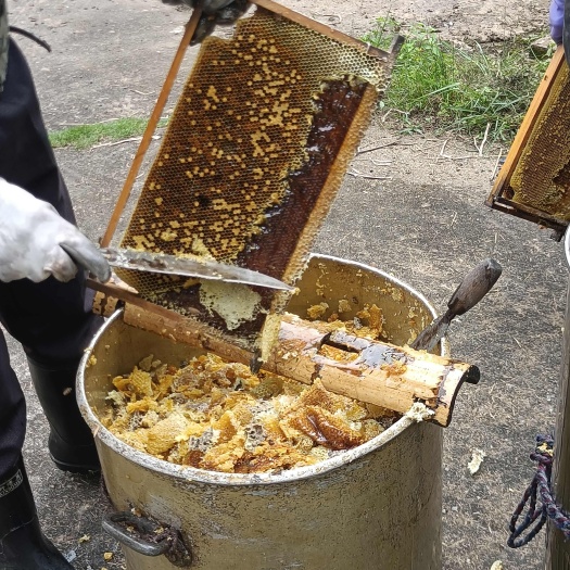 万载县自养土蜂蜜，不是纯的包退。蜜源来自原始森林，深山养好蜜