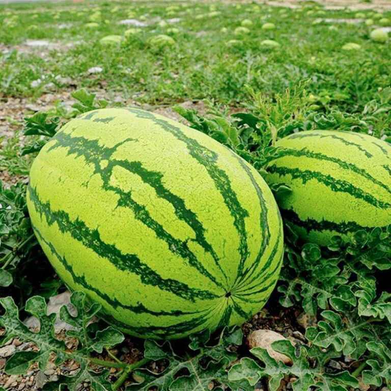 宁夏硒砂瓜石头瓜 产地直发 价格便宜