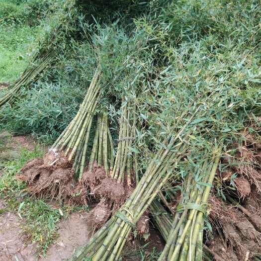 雅安楠竹、毛竹 价格长期稳定，可现场看货