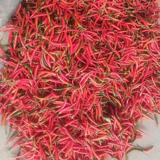 商丘小米椒。大量供应，市场货。电商货，价格低质量好