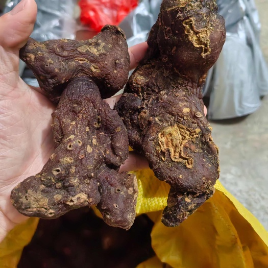 隆林县黄精干个，滇黄精