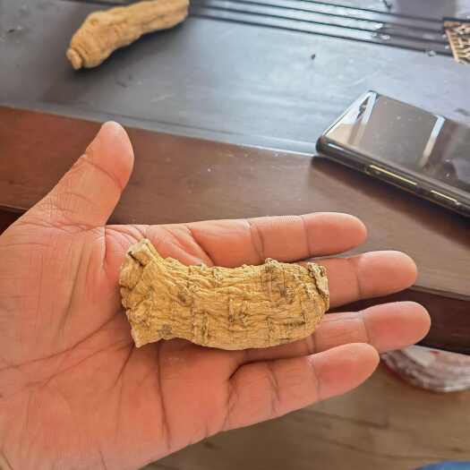 揭阳正规报关加拿大纯正西洋参，